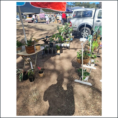 Plant stall at Fernvale Market